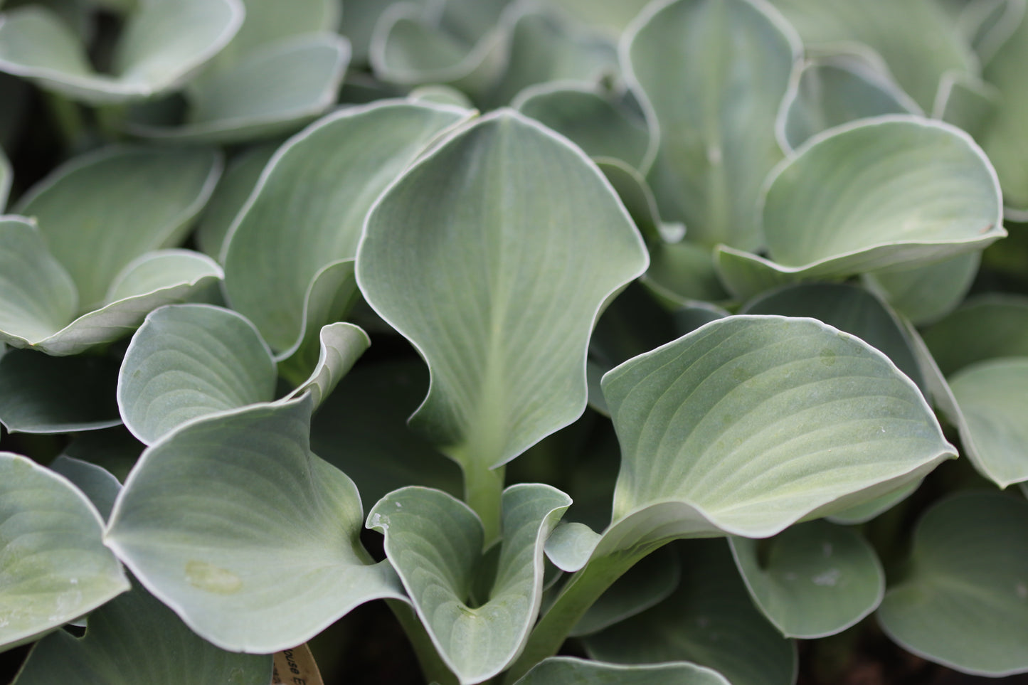 *RETAIL - Hosta 'Blue Mouse Ears'