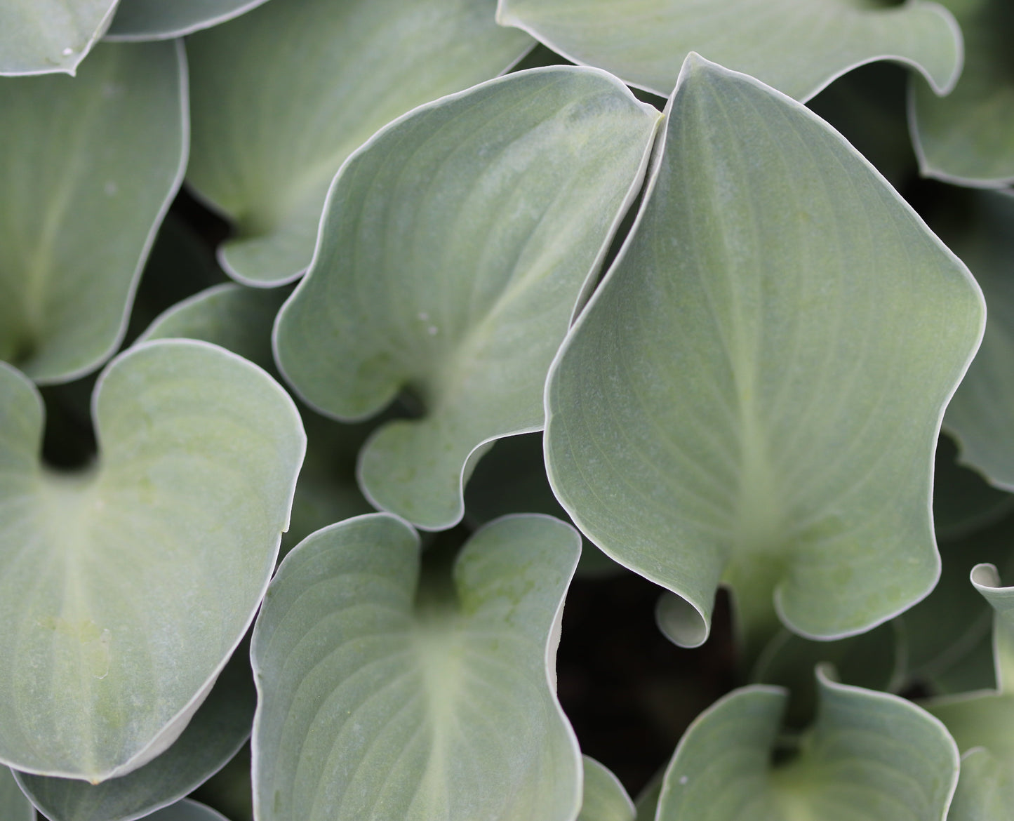 *RETAIL - Hosta 'Blue Mouse Ears'