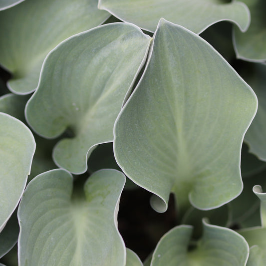 Hosta 'Blue Mouse Ears'