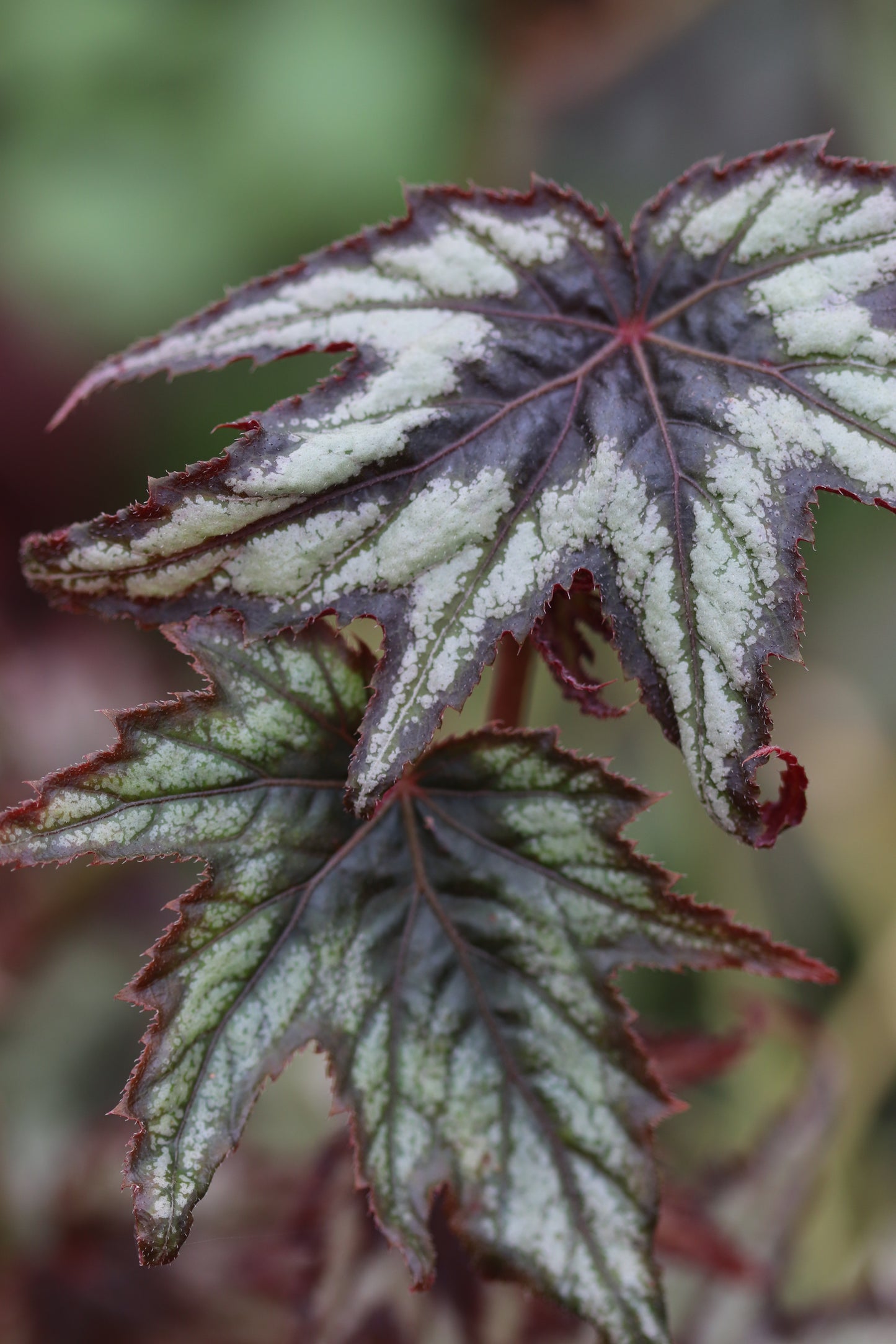 *RETAIL - Begonia 'Little Brother Montgomery'