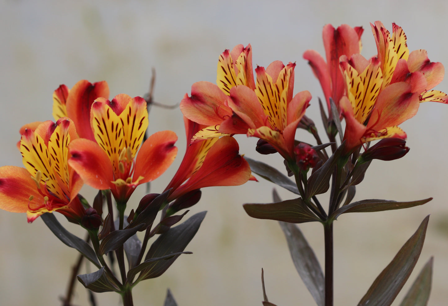 *RETAIL - Alstroemeria 'Indian Summer'