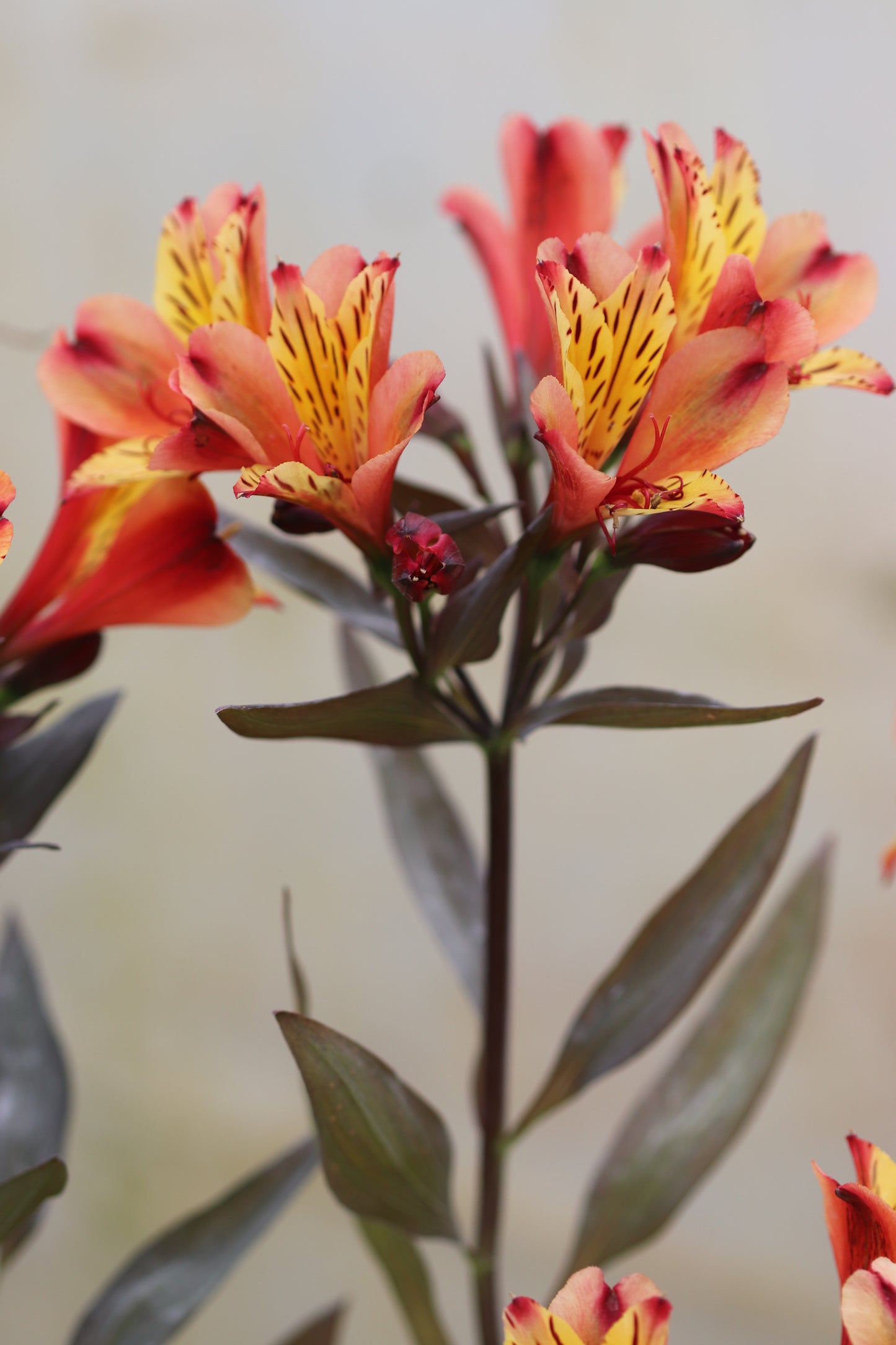 *RETAIL - Alstroemeria 'Indian Summer'