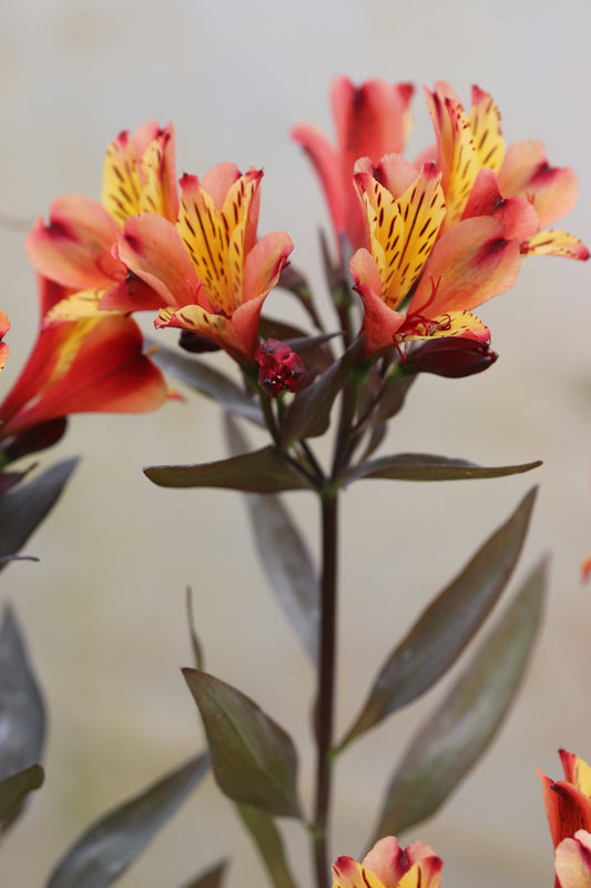 *RETAIL - Alstroemeria 'Indian Summer'