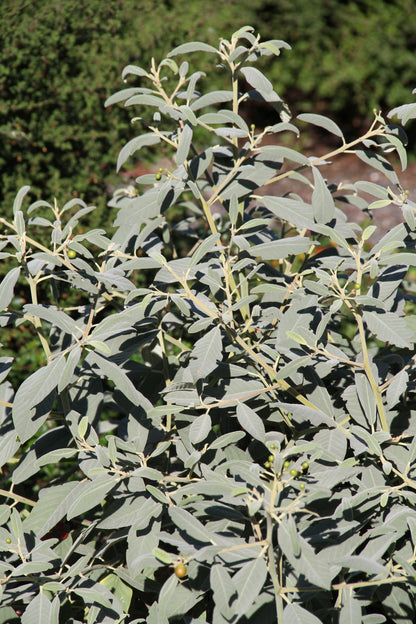 Rhamnus tomentella [Hayfork Strain]