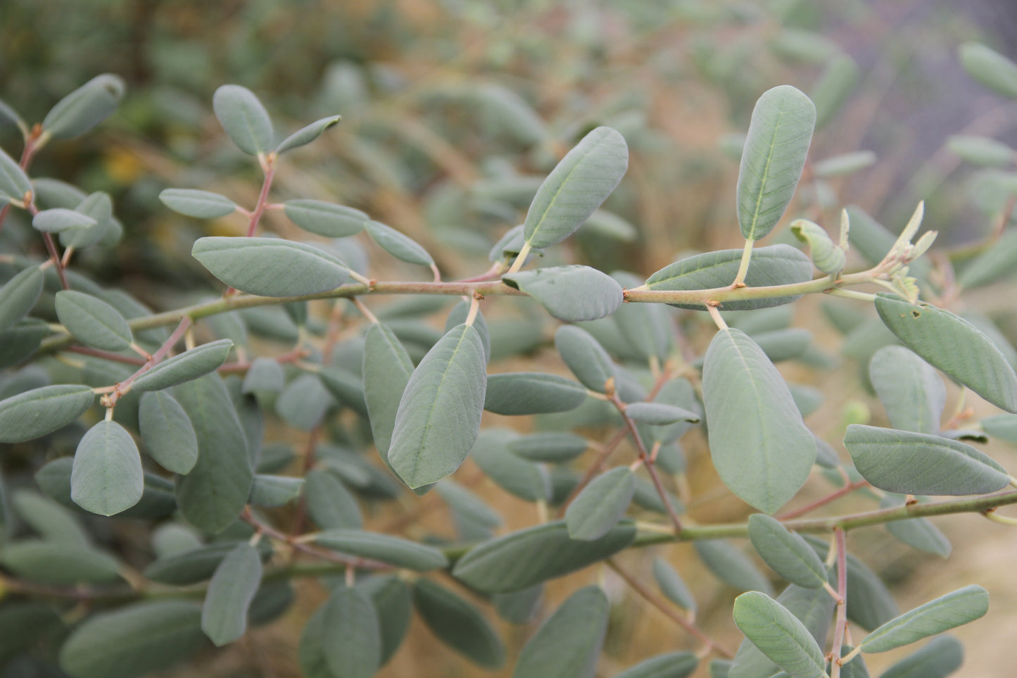 Rhamnus tomentella [Hayfork Strain]