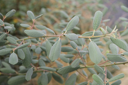 Rhamnus tomentella [Hayfork Strain]