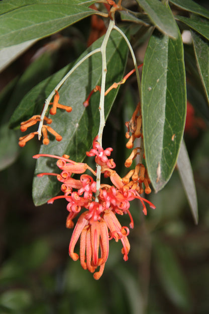 Grevillea victoriae 'Murray Valley Queen'