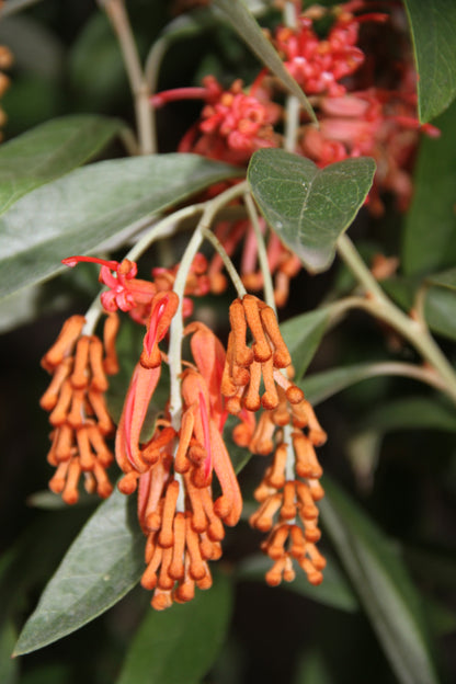 Grevillea victoriae 'Murray Valley Queen'