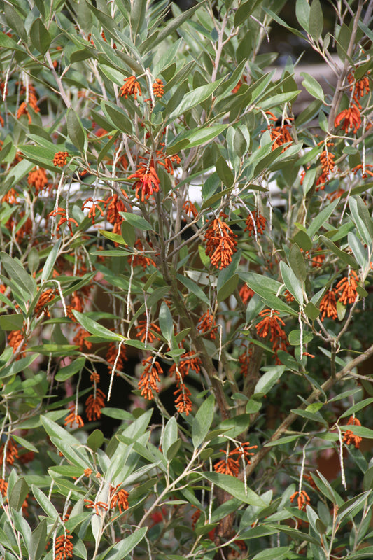 Grevillea victoriae 'Murray Valley Queen'