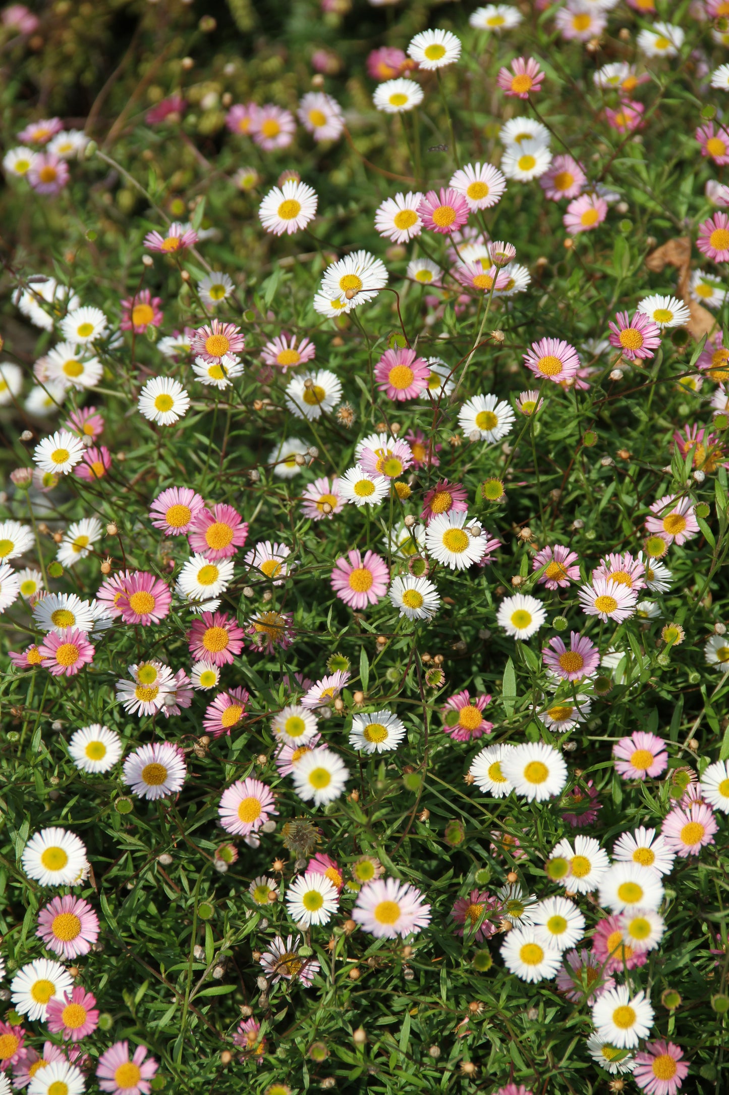 *RETAIL - Erigeron karvinskianus 'Profusion'