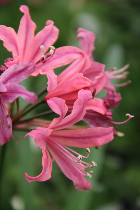 Nerine 'After Hours'