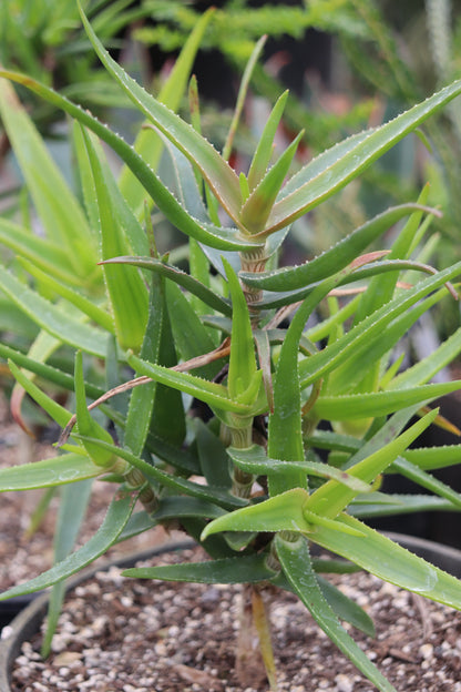 *RETAIL - Aloe striatula
