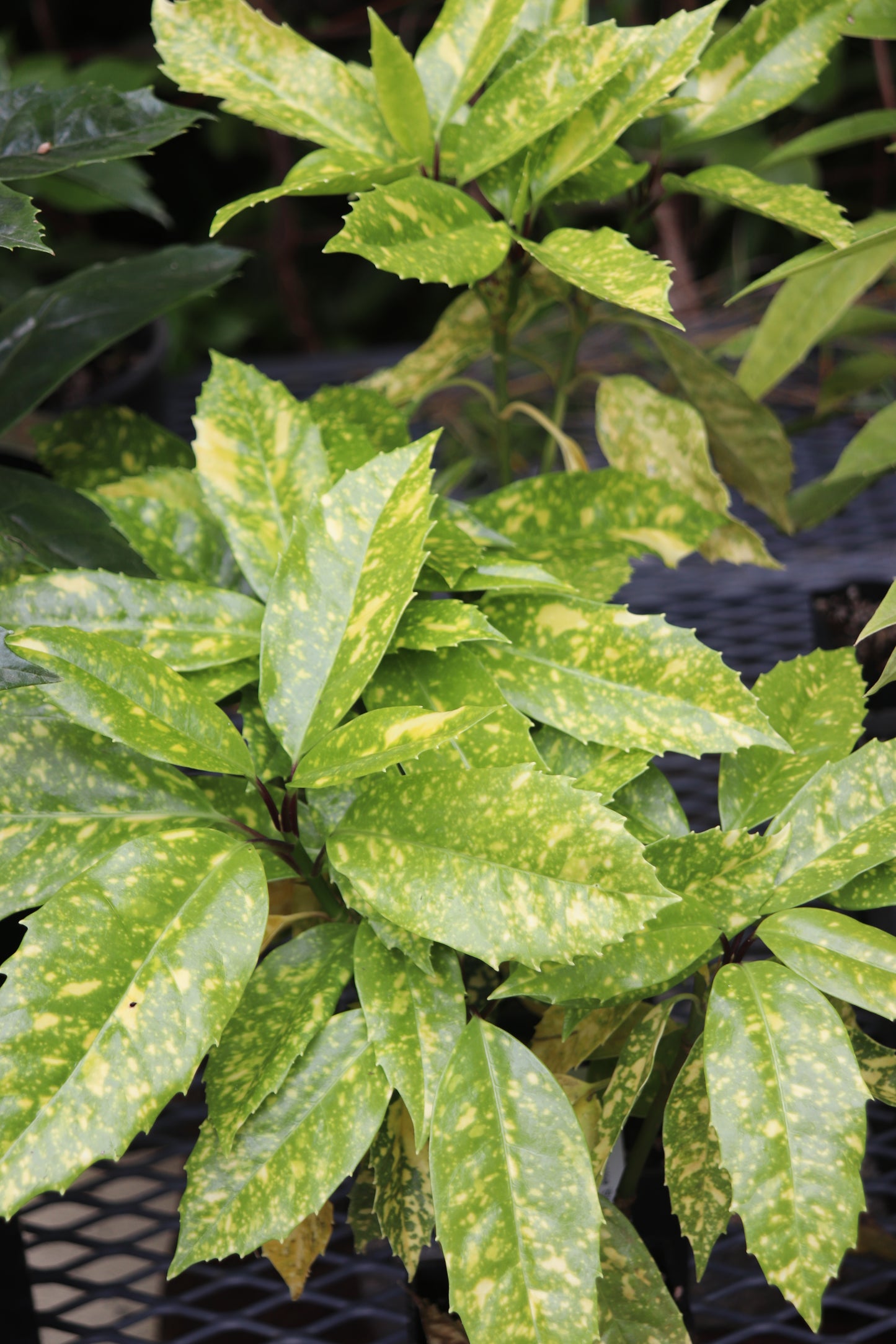 *RETAIL - Aucuba japonica 'Spek'