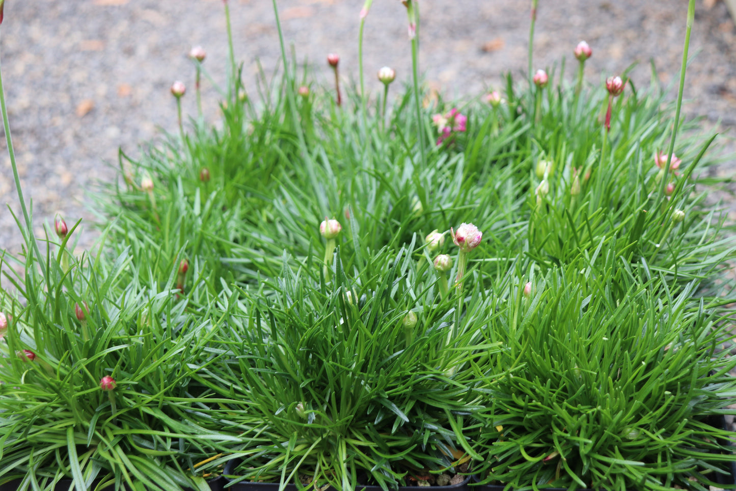 *RETAIL - Armeria maritima 'Splendens'