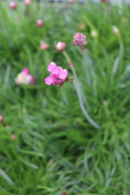 *RETAIL - Armeria maritima 'Splendens'