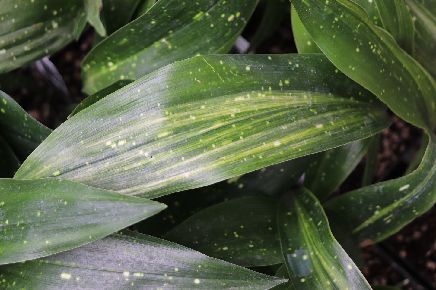 *RETAIL - Aspidistra lurida 'Aminogawa-a-go-go'