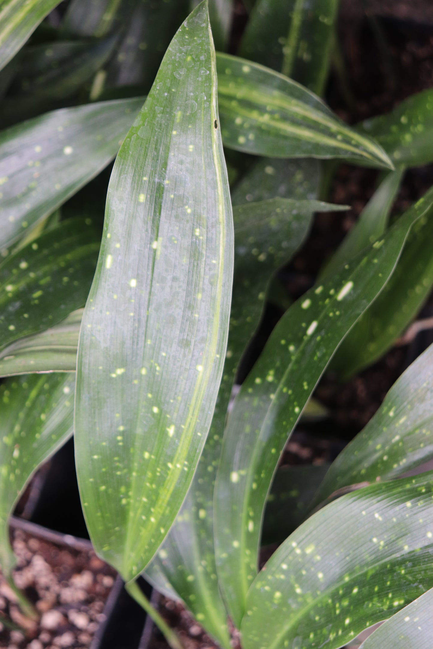 *RETAIL - Aspidistra lurida 'Aminogawa-a-go-go'