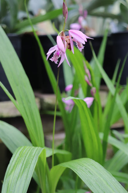 *RETAIL - Bletilla [Light Pink]
