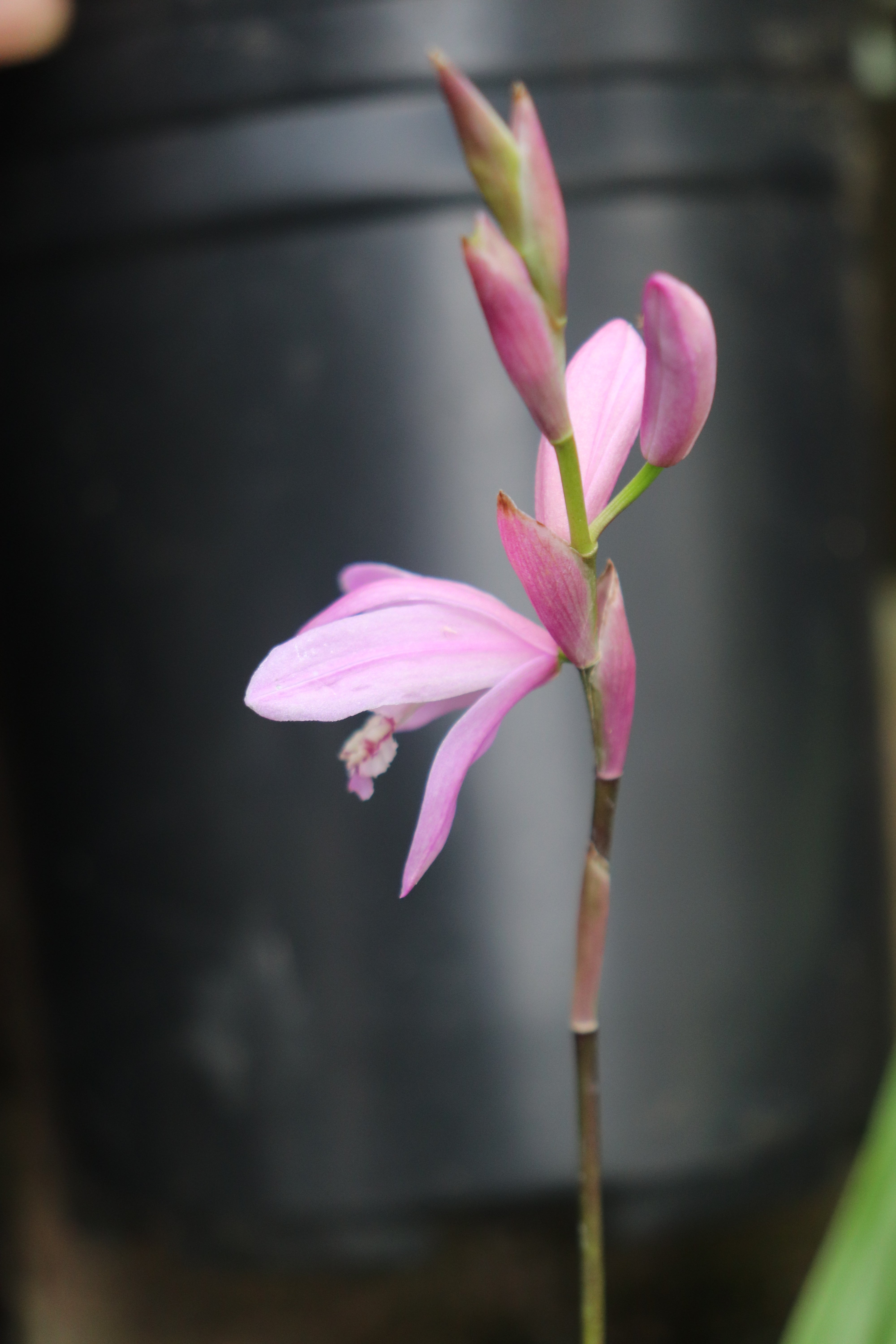 Cistus Nursery Bletilla - Thumbnail 3