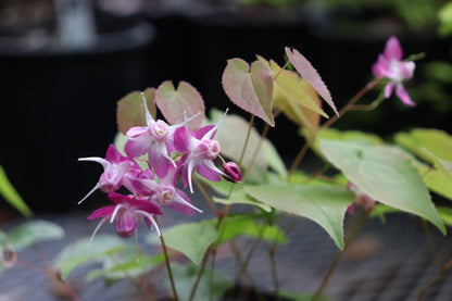 *RETAIL - Epimedium x youngianum 'Be My Valentine'