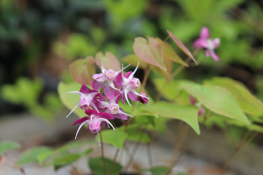 *RETAIL - Epimedium x youngianum 'Be My Valentine'