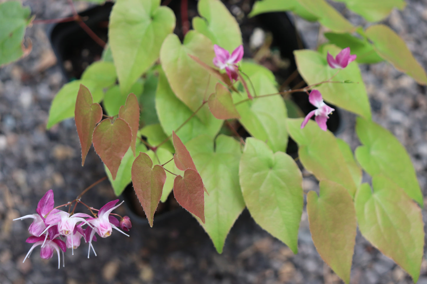*RETAIL - Epimedium x youngianum 'Be My Valentine'