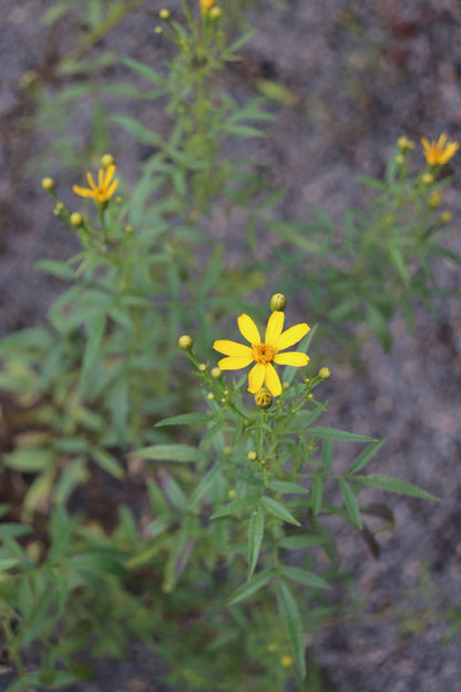 *RETAIL - Tagetes lemmonii