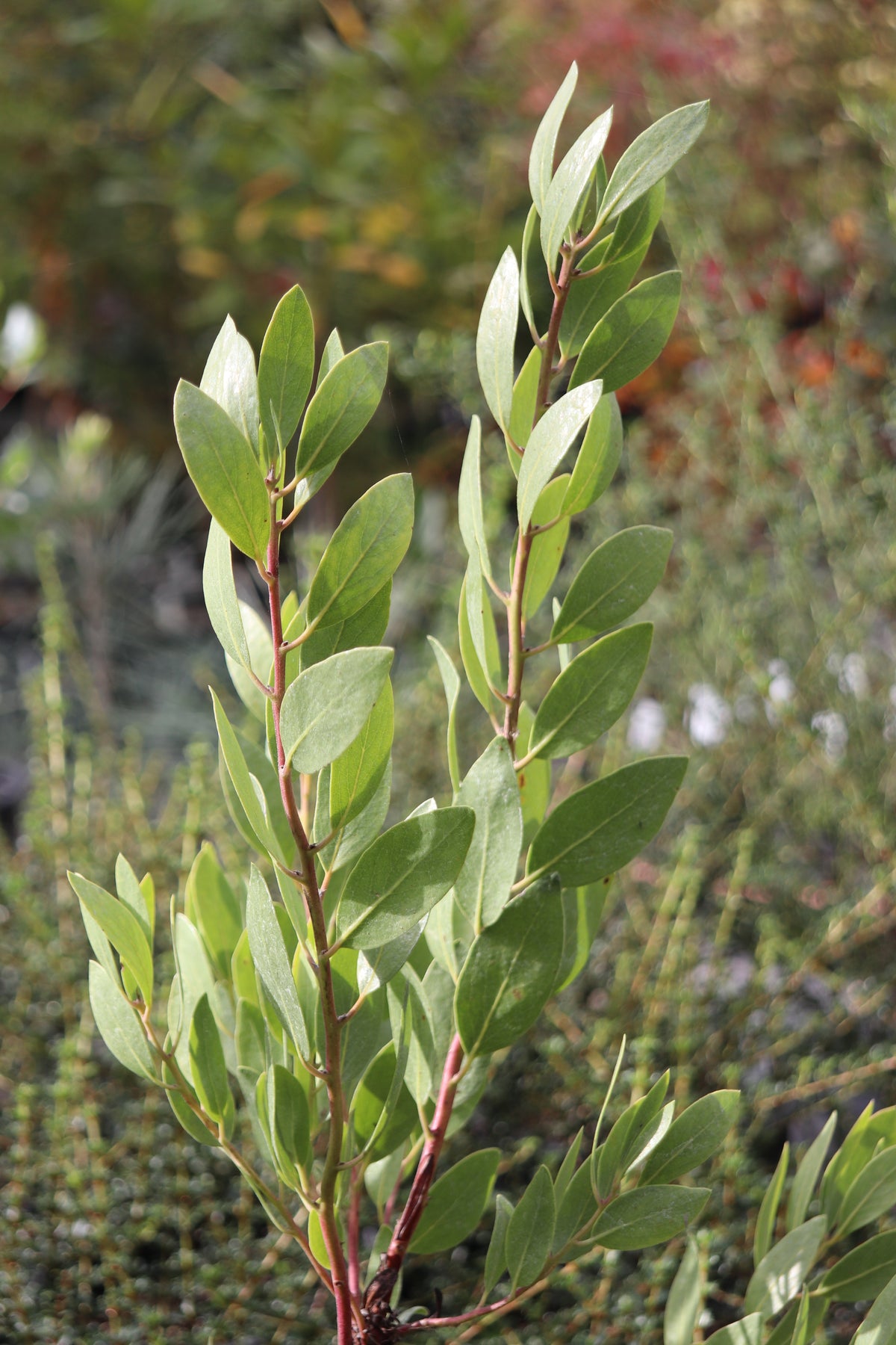 Pishi *RETAIL - Arctostaphylos manzanita 'Ishi Pishi Sister' – Cistus Nursery