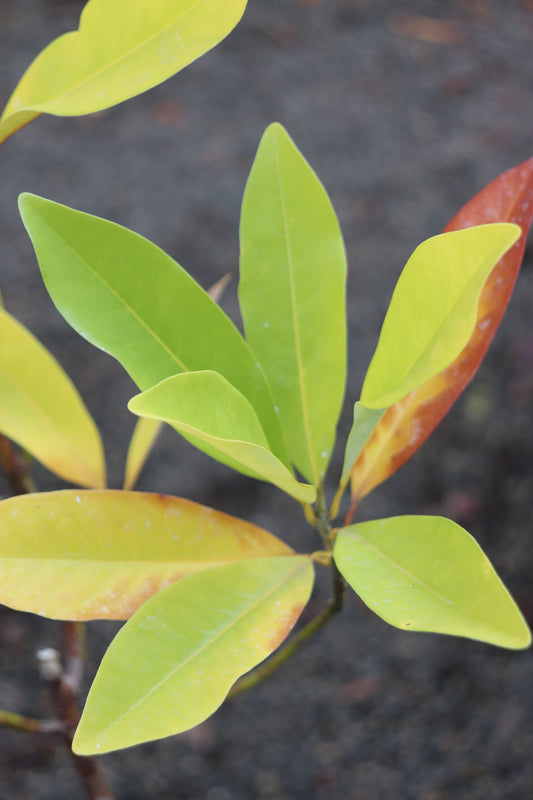 *RETAIL - Magnolia virginana 'Havener'