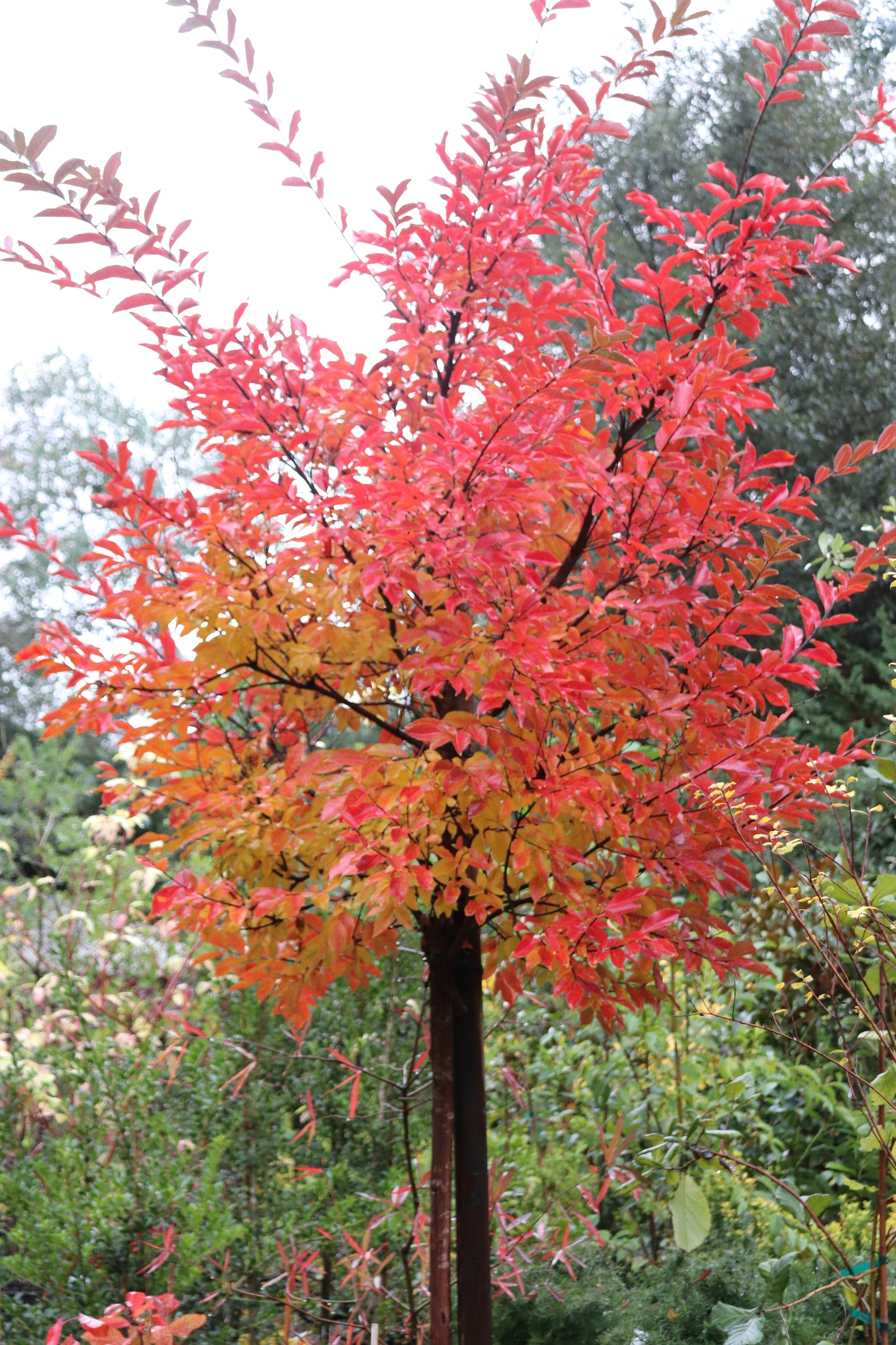 *RETAIL - Lagerstroemia 'Natchez' - standard