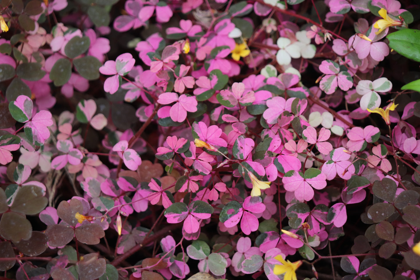 Oxalis 'Plum Crazy'