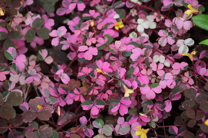 Oxalis 'Plum Crazy'