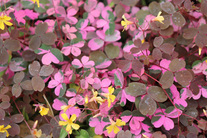 Oxalis 'Plum Crazy'
