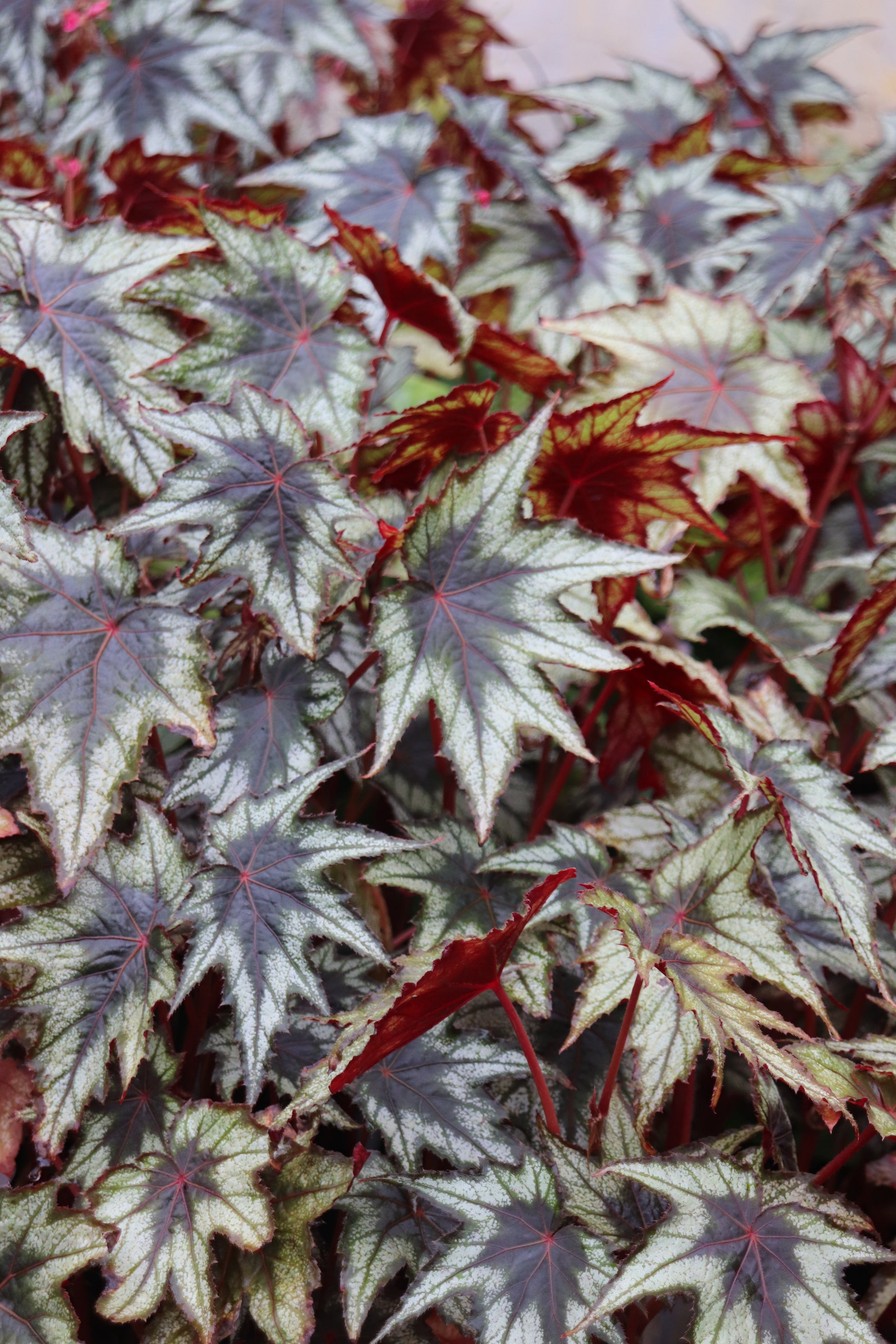 a plant nursery is having a sale. potted begonias Begonia 'Little Brother Montgomery' – Cistus Nursery