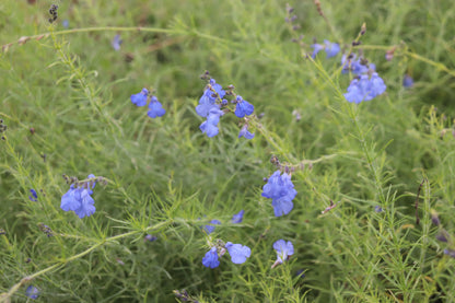 Salvia reptans