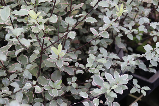 Pittosporum tenuifolium 'Victoria'