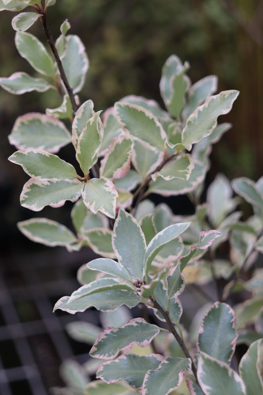 Pittosporum tenuifolium 'Elizabeth'