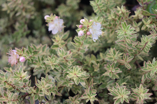 *RETAIL - Myrtus communis 'Variegata'