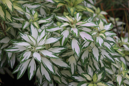Alstroemeria 'Rock N Roll'