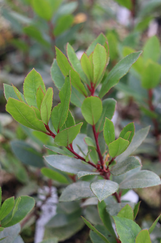 Arbutus unedo 'St. Johns'