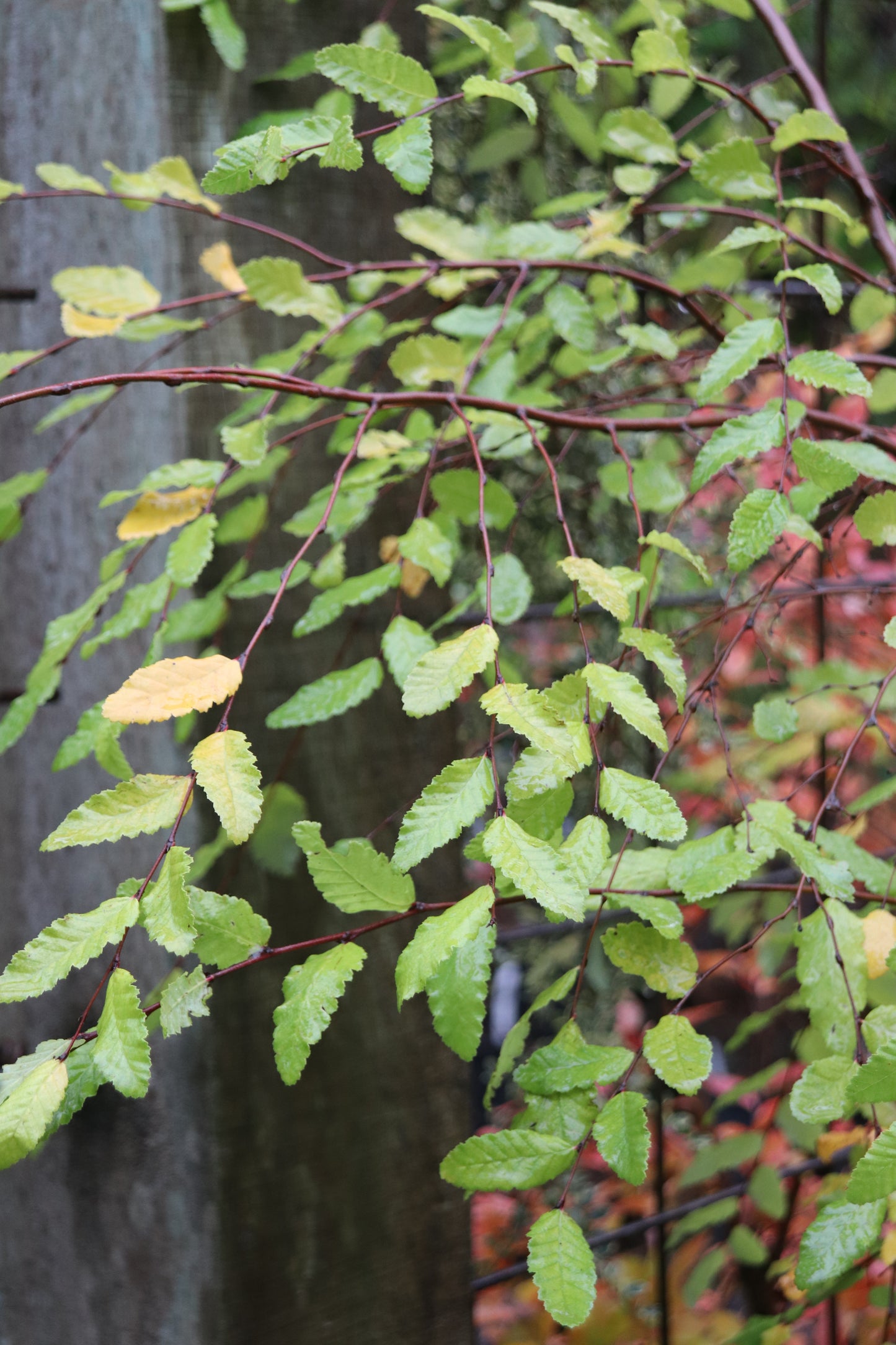 *RETAIL - Nothofagus obliqua RCH [Mafil, Chile]