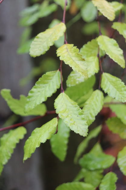 *RETAIL - Nothofagus obliqua RCH [Mafil, Chile]