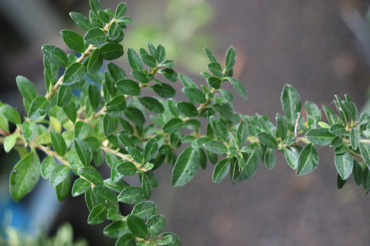 *RETAIL - Ligustrum sinense 'Wimbei'