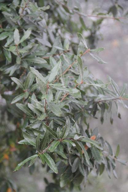 Quercus mexicana