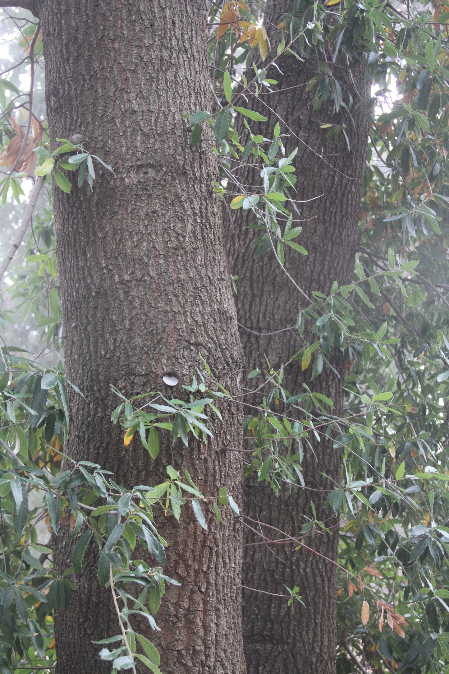 Quercus mexicana