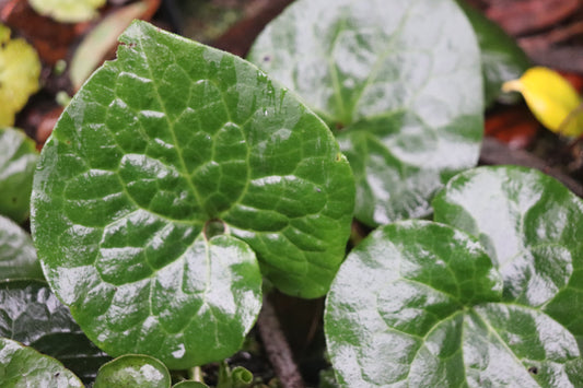 Asarum caudatum f. album