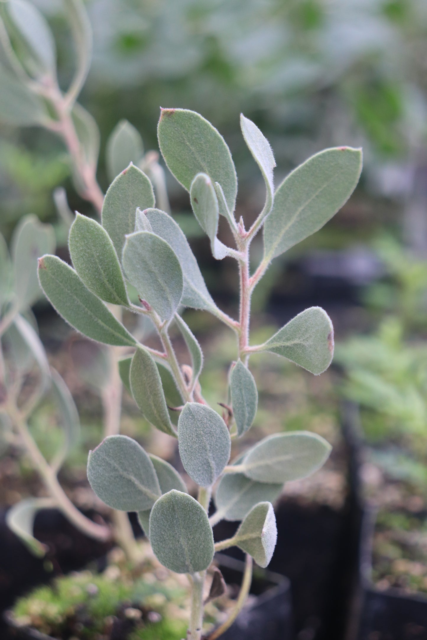 Arctostaphylos malloryi 23.019