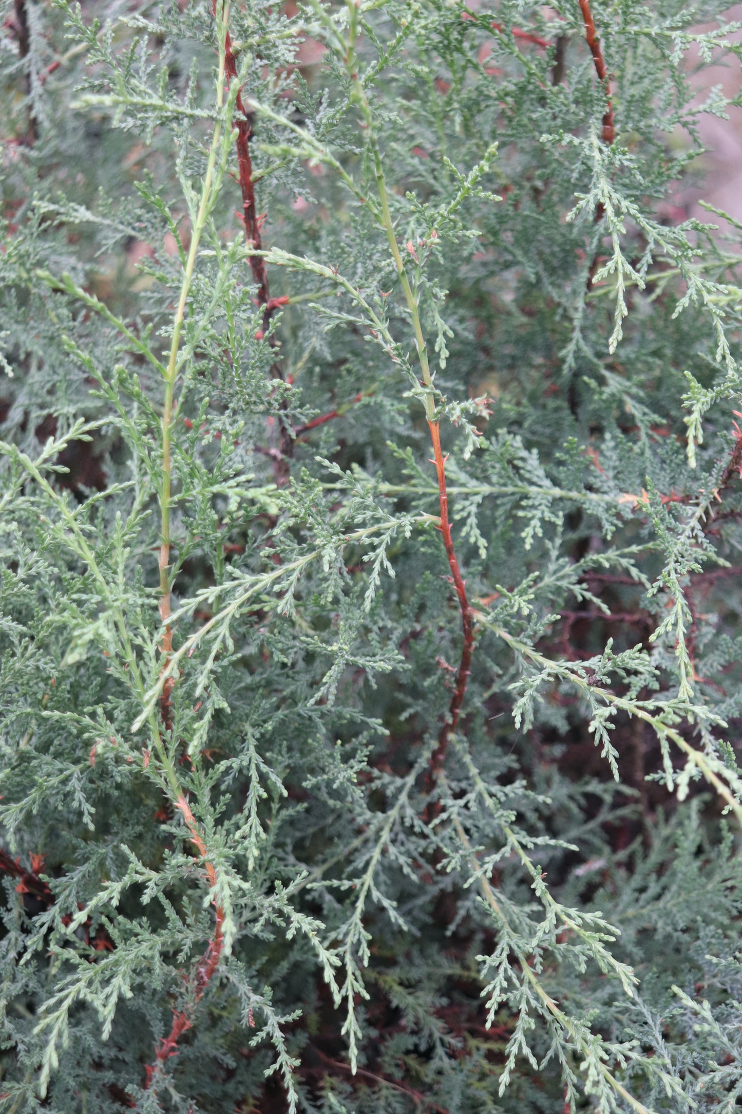 Cupressus sargentii