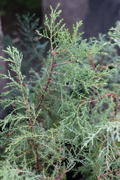 Cupressus bakeri