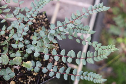 Pellaea bridgesii [Wallowa Co., OR]